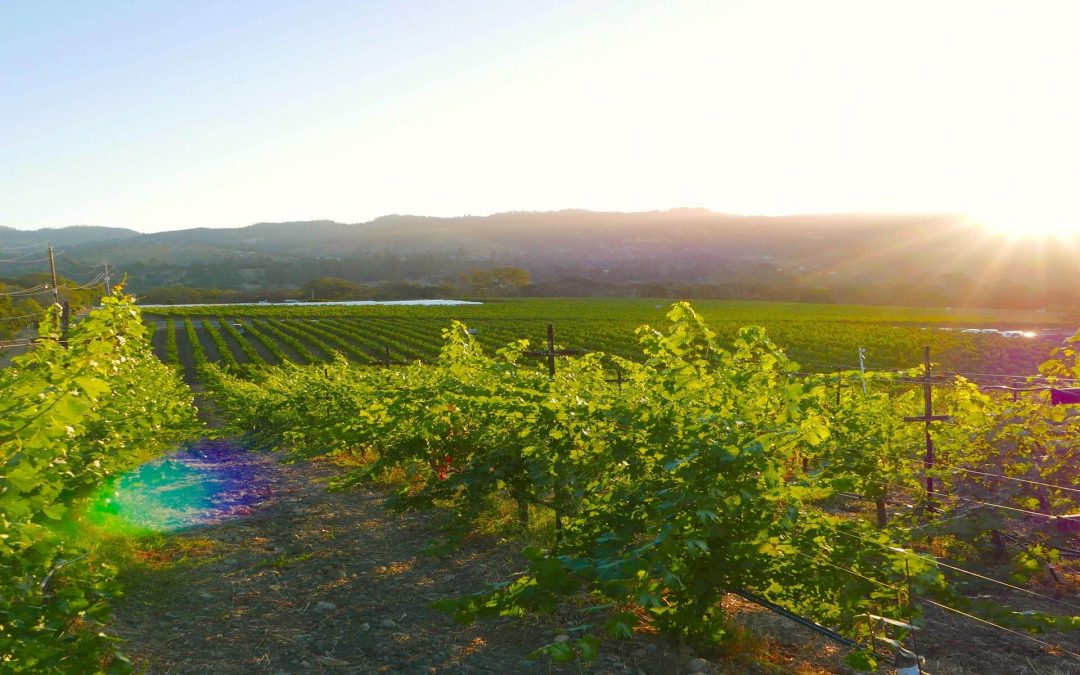 Wine country is struggling to attract visitors. Fires and blackouts aren’t helping